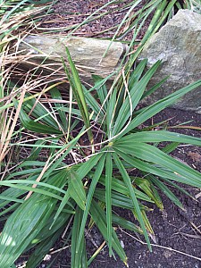 Thumbnail of trachycarpus geminisectus-terre.jpg