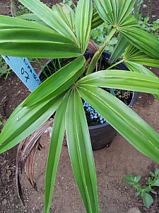 Thumbnail of trachycarpus geminisectus.jpg