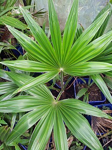 Thumbnail of trachycarpus latisectus.jpg