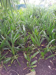 Thumbnail of trachycarpus manipur-semis 2007.jpg