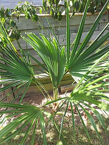 Thumbnail of trachycarpus martianus-B.jpg