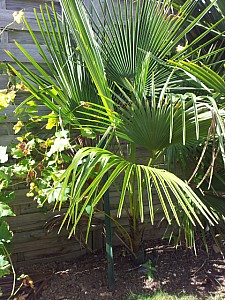Thumbnail of trachycarpus oreophilus.jpg