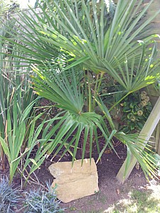 Thumbnail of trachycarpus takil.jpg