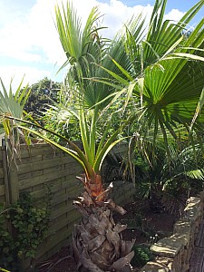 Thumbnail of washingtonia filifera.jpg