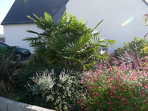 Thumbnail of 3 trachys-2008.jpg