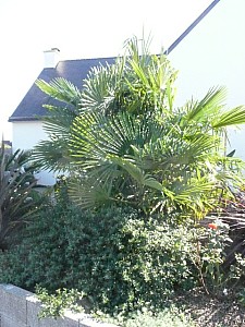 Thumbnail of 3 trachys-2009.jpg