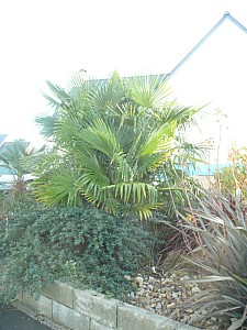 Thumbnail of 3 trachys-2010.jpg