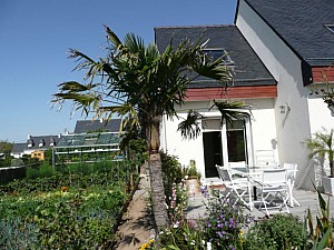 Thumbnail of trachy-C-2007.jpg