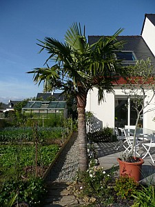 Thumbnail of trachy-C-2008.jpg