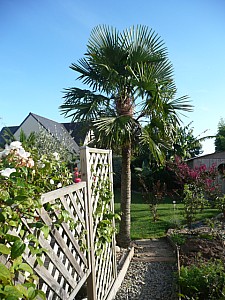 Thumbnail of trachy-C-2010.jpg