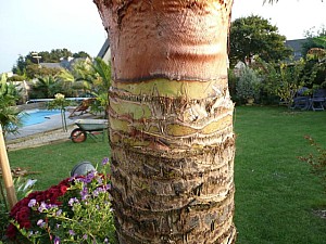 Thumbnail of trachy-C-detail-2007.jpg