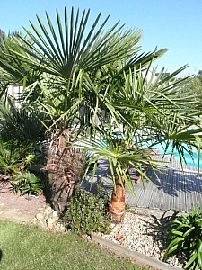 Thumbnail of 2009.jpg