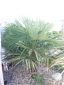 Thumbnail of 2010.jpg