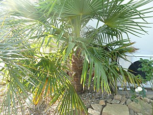 Thumbnail of 2011.jpg