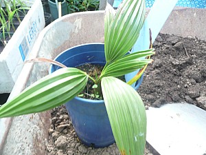 Thumbnail of 2010.jpg