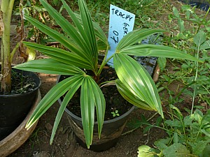 Thumbnail of 2011.jpg