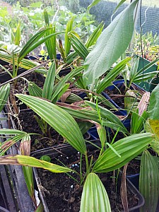 Thumbnail of 2012.jpg