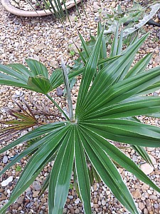 Thumbnail of 2012.jpg