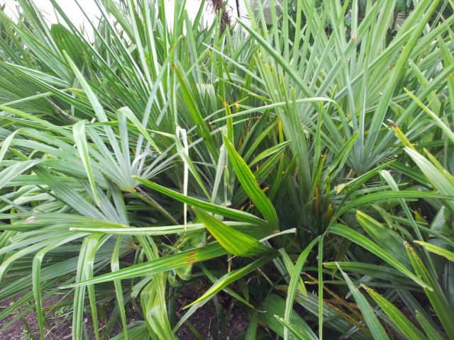 2012-semis 2006c.jpg