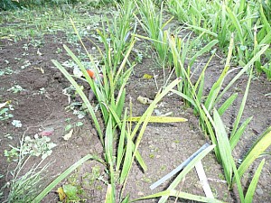 Thumbnail of 2007-semis 2006.jpg