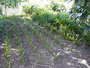 Thumbnail of 2009-semis 2006.jpg