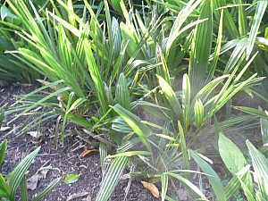 Thumbnail of 2010-semis 2006.jpg