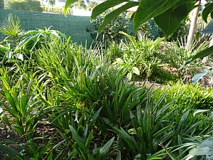 Thumbnail of 2011-semis 2006.jpg