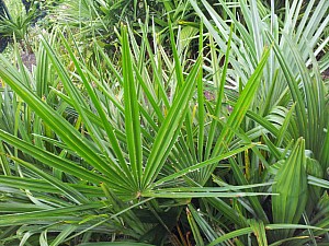 Thumbnail of 2012-semis 2006b.jpg