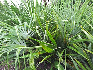 Thumbnail of 2012-semis 2006c.jpg