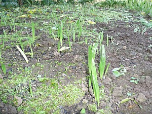 Thumbnail of 2007-semis 2007.jpg