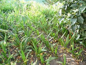 Thumbnail of 2011-semis 2007.jpg