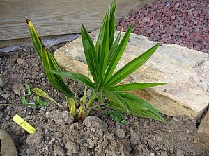 Thumbnail of 2006.jpg