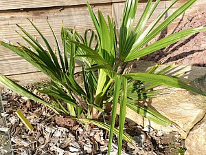 Thumbnail of 2007.jpg