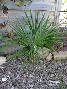 Thumbnail of 2008.jpg