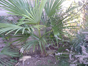 Thumbnail of 2010.jpg