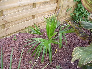 Thumbnail of A-2006.jpg