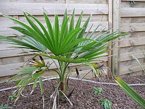 Thumbnail of A-2007.jpg