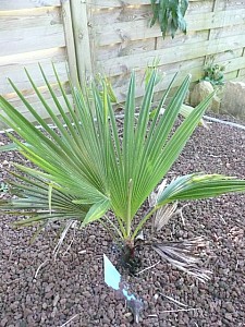 Thumbnail of A-2009.jpg