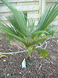 Thumbnail of A-2010.jpg