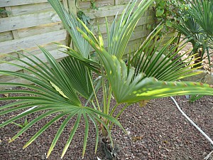 Thumbnail of A-2011.jpg