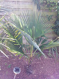 Thumbnail of A-2012.jpg