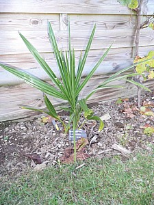 Thumbnail of B-2008.jpg