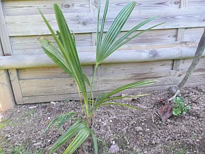 Thumbnail of B-2010.jpg