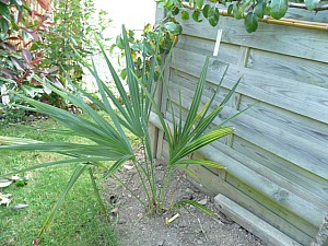 Thumbnail of B-2011.jpg