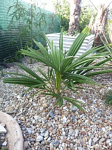 Thumbnail of Oct-2010-0031.jpg