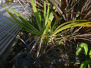 Thumbnail of Oct-2010-0087.jpg