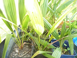 Thumbnail of Octobre-2011-0028.jpg