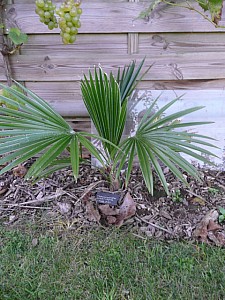 Thumbnail of P1030099.jpg