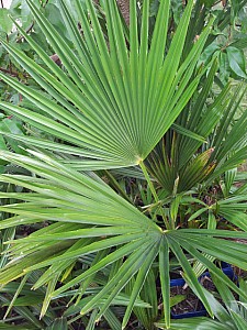 Thumbnail of Septembre-2012-0086.jpg