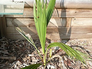 Thumbnail of 2007.jpg